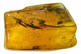 Fossil Aphid (Sternorrhyncha) In Baltic Amber #135021-1